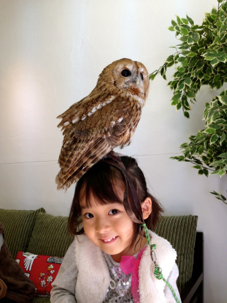 Illustration for article titled Who Thinks Japan's Owl Cafes Are a Hoot?